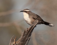   Pomatostomidae